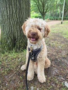 Roedelhart uitlaatservice | Buddy